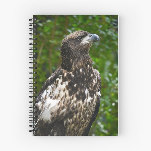 Item preview, Regal Immature American Bald Eagle designed and sold by richardbryce.
