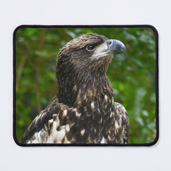 Item preview, Regal Immature American Bald Eagle designed and sold by richardbryce.