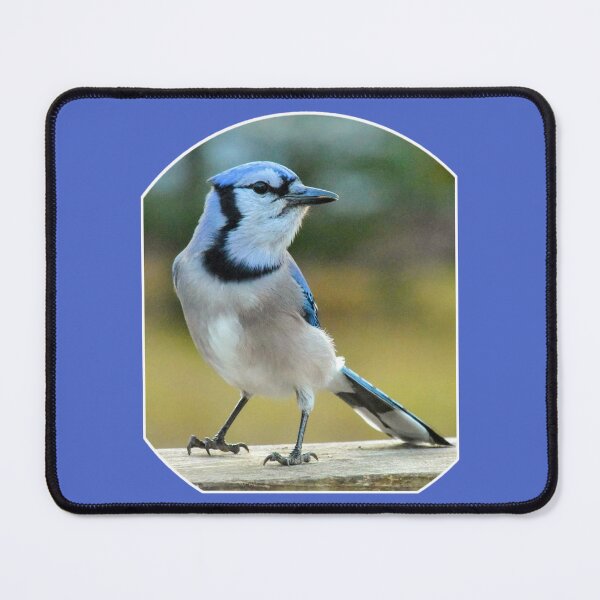 Artikelvorschau, Blue Jay entworfen und verkauft von MLJM_Photography.