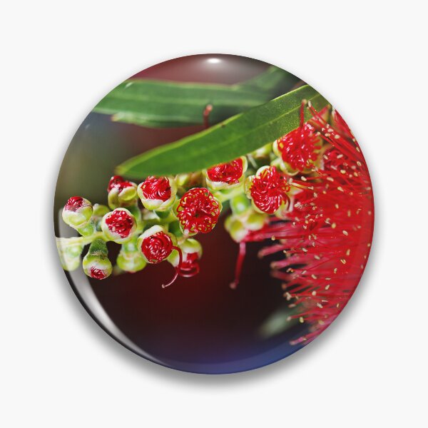 Item preview, Red With Green Bottlebrush Flower designed and sold by Joy Watson - Natural Light Photography .