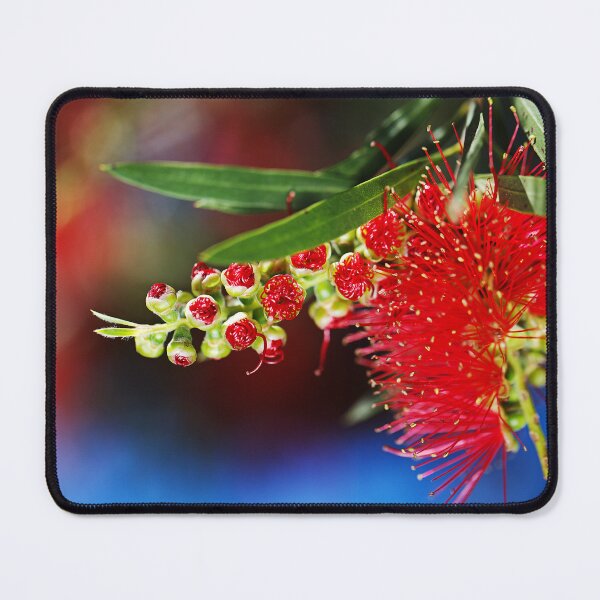 Item preview, Red With Green Bottlebrush Flower designed and sold by Joy Watson - Natural Light Photography .