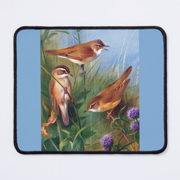 Item preview, Archibald Thorburn: Sedge Warbler, Reed Warbler, March Warbler designed and sold by Tridentulus.