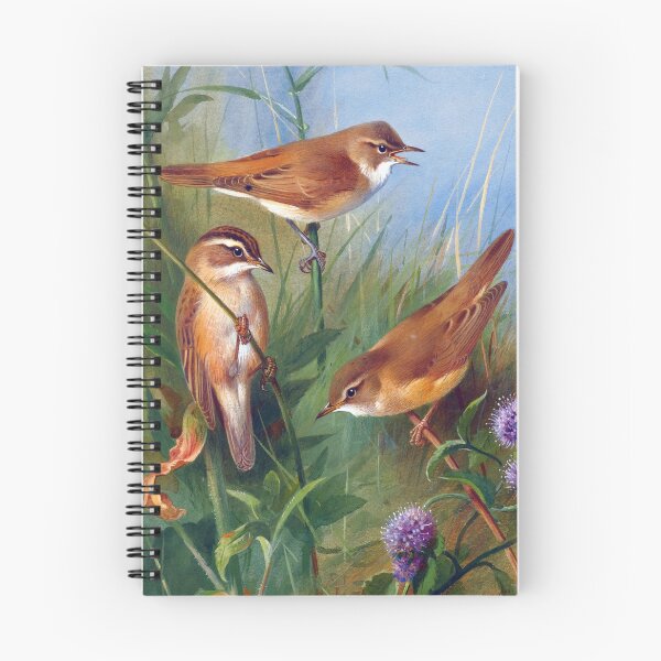 Item preview, Archibald Thorburn: Sedge Warbler, Reed Warbler, March Warbler designed and sold by Tridentulus.