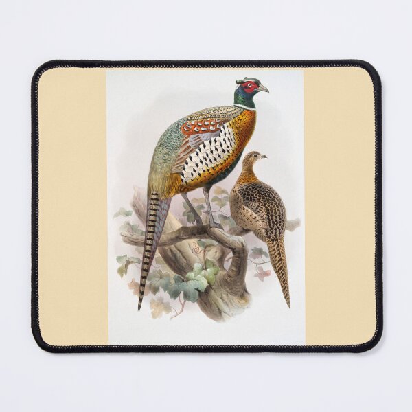 Item preview, Joseph Smit: Ring-Necked Pheasant designed and sold by Tridentulus.