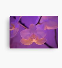 White orchid in pink tones Canvas Print