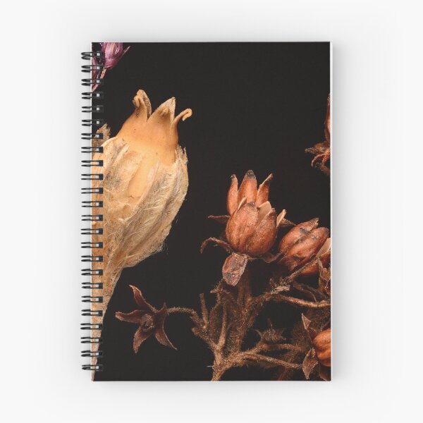 Item preview, Macro of Dried Wildflower Seed Pods and Botanical Forms on Black Background designed and sold by Goiko7Margarita.