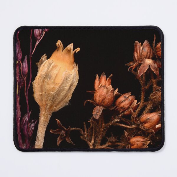 Item preview, Macro of Dried Wildflower Seed Pods and Botanical Forms on Black Background designed and sold by Goiko7Margarita.