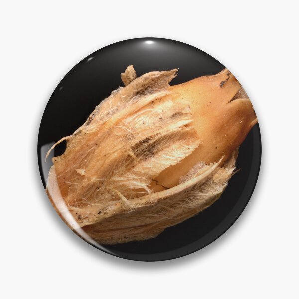 Item preview, Macro of Dried Wildflower Seed Capsule with Fibrous Texture on Black Background designed and sold by Goiko7Margarita.