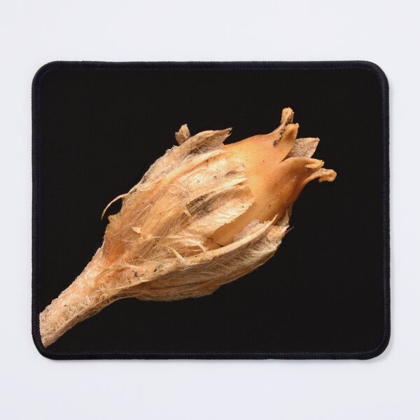 Item preview, Macro of Dried Wildflower Seed Capsule with Fibrous Texture on Black Background designed and sold by Goiko7Margarita.
