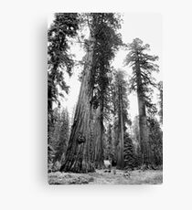 Among Giants Canvas Print