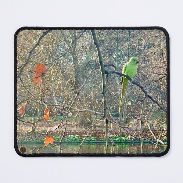 Item preview, Striking Green London Parakeet in Orange Autumn Shades designed and sold by The Running London Photographer.
