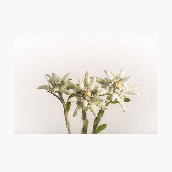 Edelweiss Trio Photographic Print