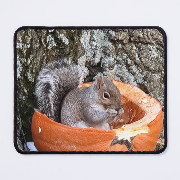 Item preview, Acorn: squirrel inside a pumpkin designed and sold by Bearsweetie2018.