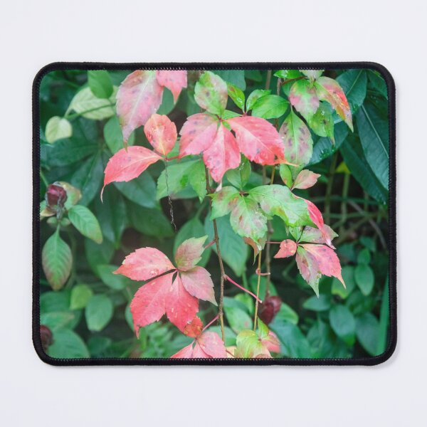 Item preview, Virginia Creeper Red Leaves Vine X100 designed and sold by RichFrancoCars.