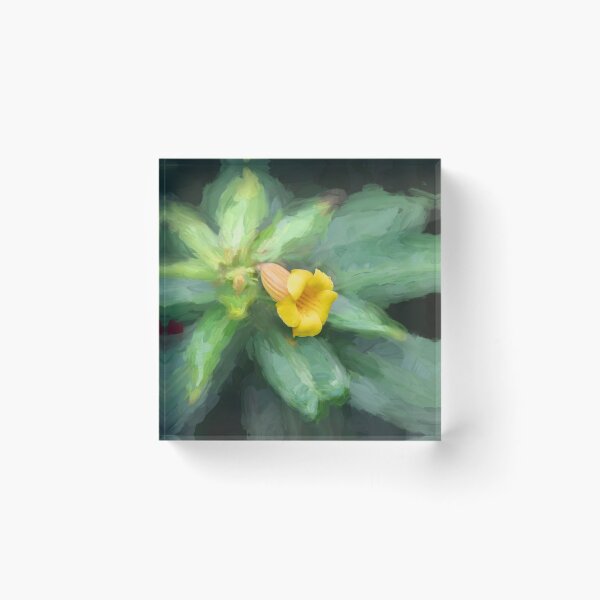 Item preview, Yellow Allamanda Plant Golden Trumpet Plant X103 designed and sold by RichFrancoCars.