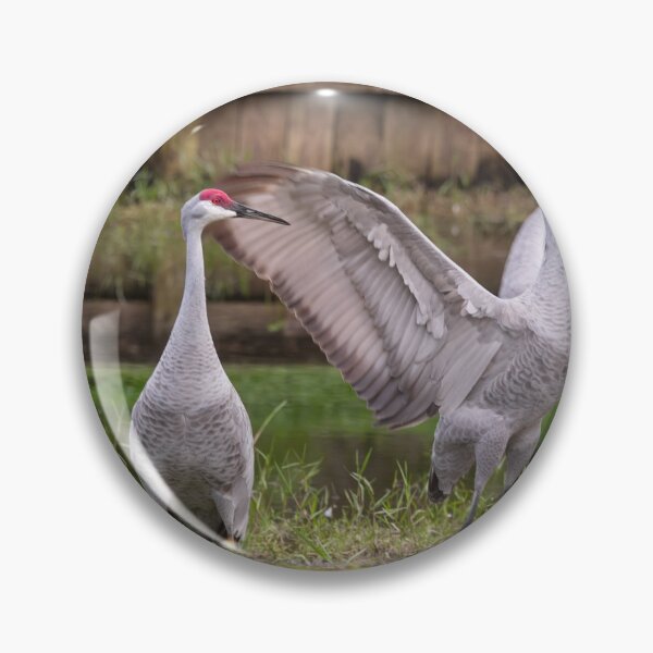 Item preview, Sandhill cranes forage peacefully along the edge of a beautiful pond in Tampa Bay, Florida designed and sold by EyezWatchin.