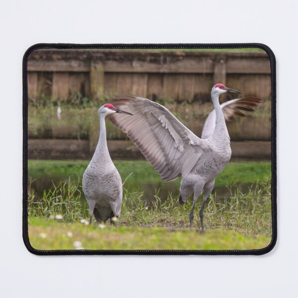 Item preview, Sandhill cranes forage peacefully along the edge of a beautiful pond in Tampa Bay, Florida designed and sold by EyezWatchin.