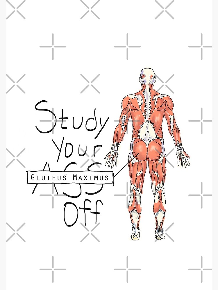 Study your Gluteus Maximus Off by maryhop