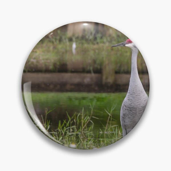 Item preview, A Sandhill cranes forage peacefully along the edge of a beautiful pond in Tampa Bay, Florida designed and sold by EyezWatchin.