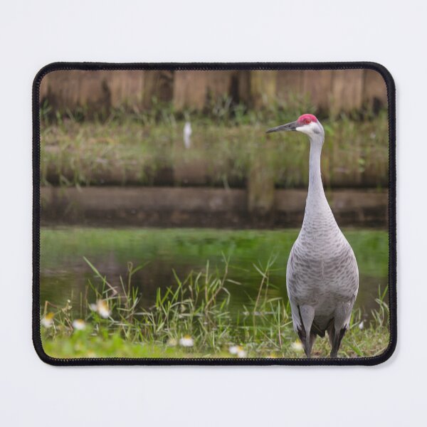 Item preview, A Sandhill cranes forage peacefully along the edge of a beautiful pond in Tampa Bay, Florida designed and sold by EyezWatchin.