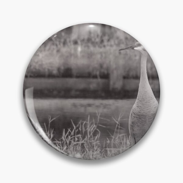 Item preview, Sandhill cranes forage peacefully along the edge of a beautiful pond in Tampa Bay, Florida, designed and sold by EyezWatchin.