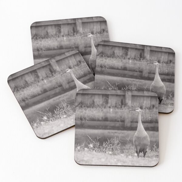 Item preview, Sandhill cranes forage peacefully along the edge of a beautiful pond in Tampa Bay, Florida, designed and sold by EyezWatchin.