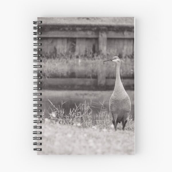 Item preview, Sandhill cranes forage peacefully along the edge of a beautiful pond in Tampa Bay, Florida, designed and sold by EyezWatchin.