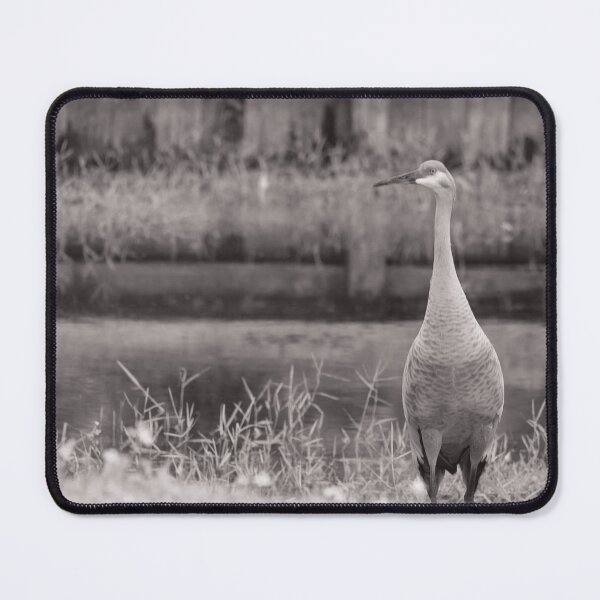 Item preview, Sandhill cranes forage peacefully along the edge of a beautiful pond in Tampa Bay, Florida, designed and sold by EyezWatchin.
