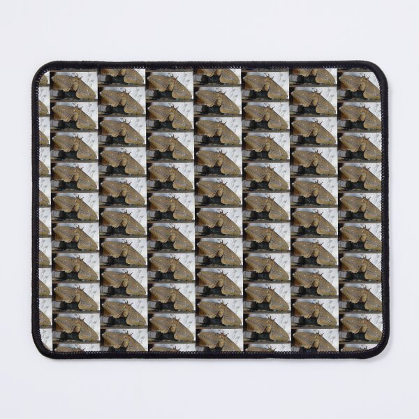 Item preview, Freshly Emerged Helena Gum Moth - Magpie Springs designed and sold by MagpieSprings.