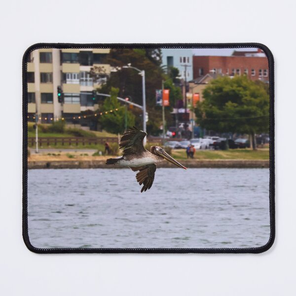 Item preview, Pelican Gliding Over Waterway designed and sold by Phakade's Photos.