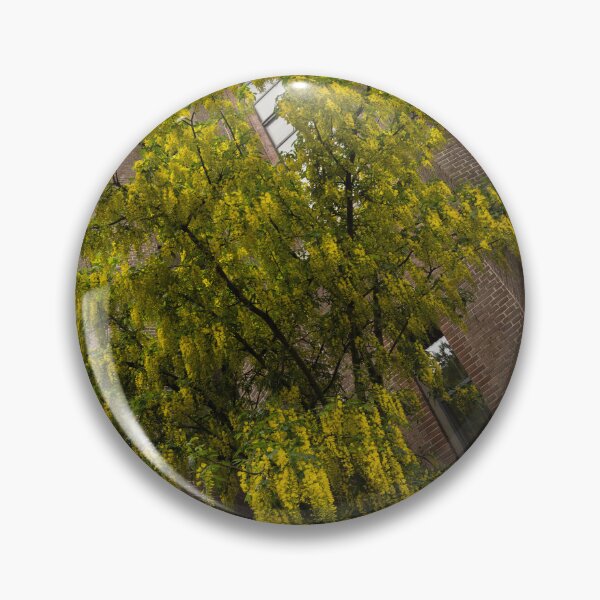 Item preview, Beautiful Golden Chain Tree Blooming in Front of Vondelkerk Amsterdam designed and sold by Georgia Mizuleva.