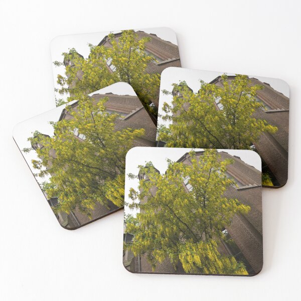 Item preview, Beautiful Golden Chain Tree Blooming in Front of Vondelkerk Amsterdam designed and sold by Georgia Mizuleva.
