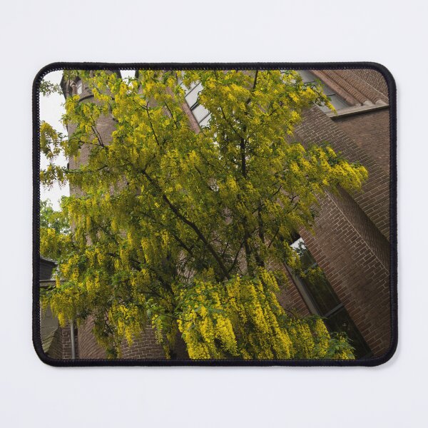 Item preview, Beautiful Golden Chain Tree Blooming in Front of Vondelkerk Amsterdam designed and sold by Georgia Mizuleva.
