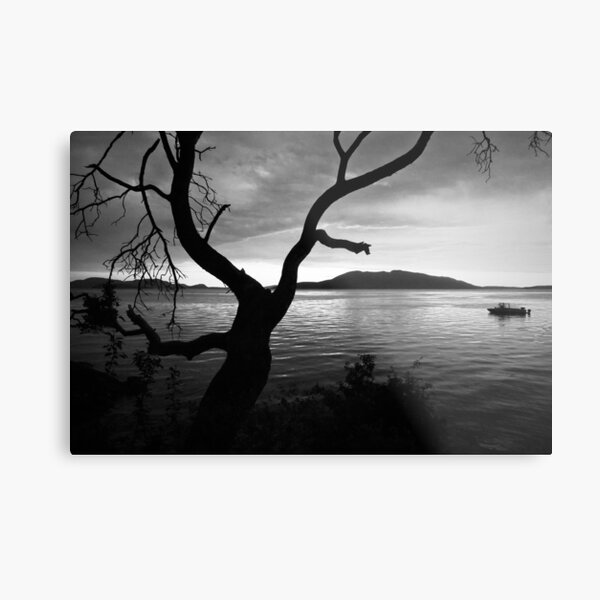Sunset Tree (B&W) Metallbild