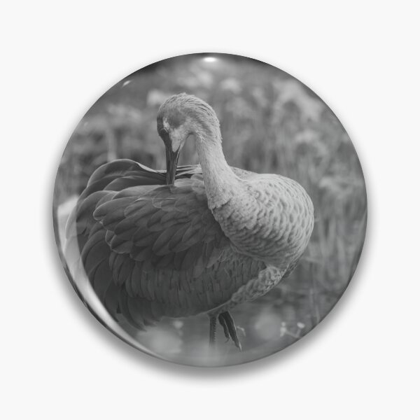 Item preview, Sandhill cranes forage peacefully along the edge of a beautiful pond in Tampa Bay, Florida designed and sold by EyezWatchin.