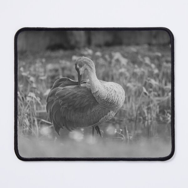 Item preview, Sandhill cranes forage peacefully along the edge of a beautiful pond in Tampa Bay, Florida designed and sold by EyezWatchin.