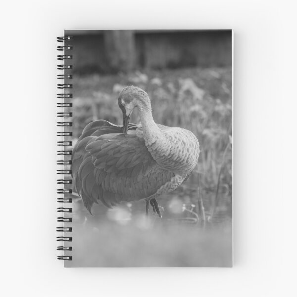 Item preview, Sandhill cranes forage peacefully along the edge of a beautiful pond in Tampa Bay, Florida designed and sold by EyezWatchin.