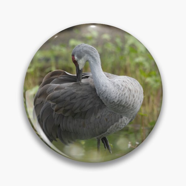 Item preview, Sandhill cranes forage peacefully along the edge of a beautiful pond in Tampa Bay, Florida designed and sold by EyezWatchin.