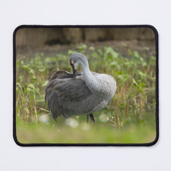 Item preview, Sandhill cranes forage peacefully along the edge of a beautiful pond in Tampa Bay, Florida designed and sold by EyezWatchin.