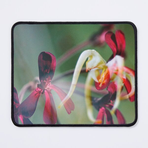 Item preview, Double Exposure: Dark Red Pergaloniums and Epimedium designed and sold by Melissa Holland.
