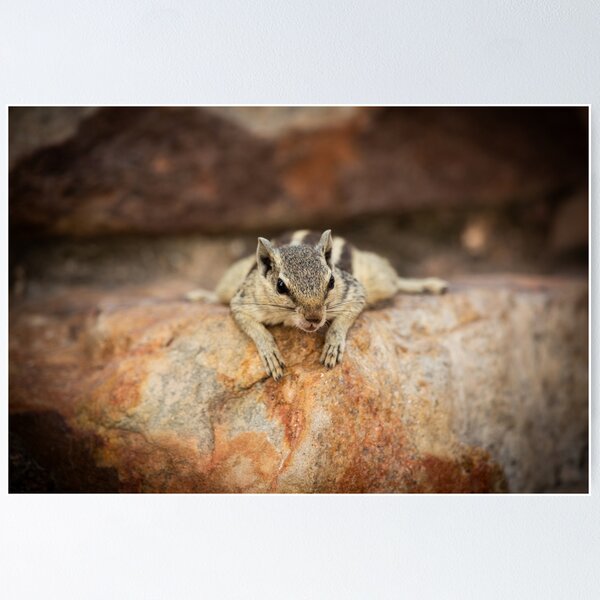 Item preview, Close-up of five-striped palm squirrel resting designed and sold by AnnaKT.