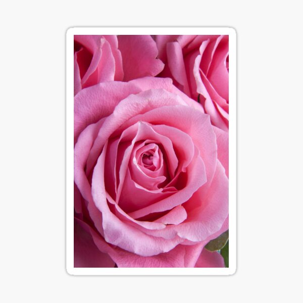 Item preview, Beautiful Pink Rose designed and sold by newburyboutique.