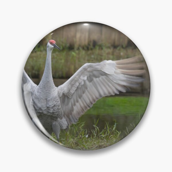 Item preview, A sandhill crane stands in a beautiful pond in Pasco County, Tampa Bay, Florida designed and sold by EyezWatchin.