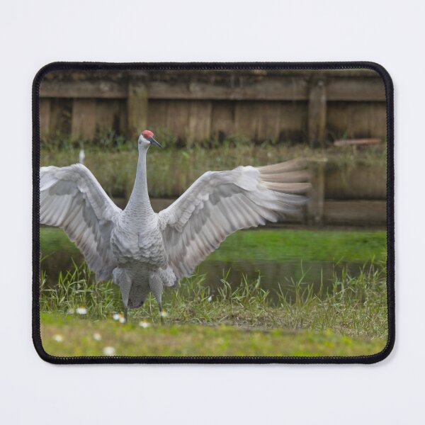 Item preview, A sandhill crane stands in a beautiful pond in Pasco County, Tampa Bay, Florida designed and sold by EyezWatchin.