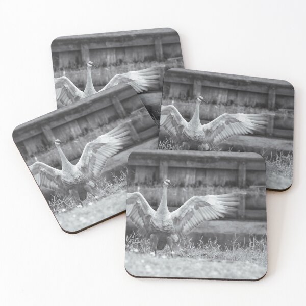 Item preview, A sandhill crane stands in a beautiful pond in Pasco County, Tampa Bay, Florida, with its wings fully spread while feeding in the shallow water. designed and sold by EyezWatchin.