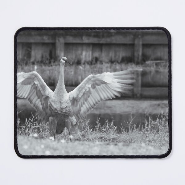 Item preview, A sandhill crane stands in a beautiful pond in Pasco County, Tampa Bay, Florida, with its wings fully spread while feeding in the shallow water. designed and sold by EyezWatchin.