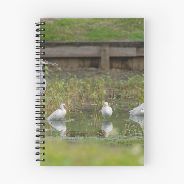 Item preview, A sandhill crane stands in a beautiful pond in Pasco County, Tampa Bay, Florida, surrounded by graceful white egrets wading nearby designed and sold by EyezWatchin.