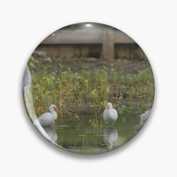 Item preview, A sandhill crane stands in a beautiful pond in Pasco County, Tampa Bay, Florida, designed and sold by EyezWatchin.