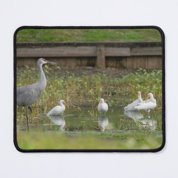 Item preview, A sandhill crane stands in a beautiful pond in Pasco County, Tampa Bay, Florida, designed and sold by EyezWatchin.