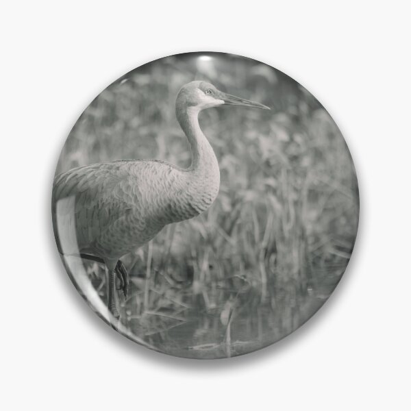 Item preview, A sandhill crane stands in a beautiful pond in Pasco County, Tampa Bay, Florida designed and sold by EyezWatchin.